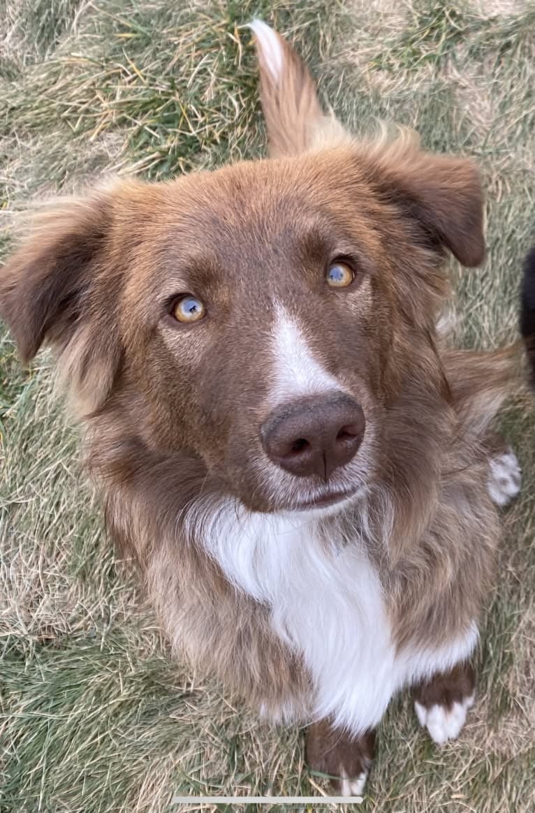 Summit, a Border Collie and Great Pyrenees mix tested with EmbarkVet.com