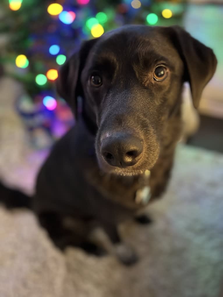 Guinness, a Labrador Retriever and Australian Cattle Dog mix tested with EmbarkVet.com