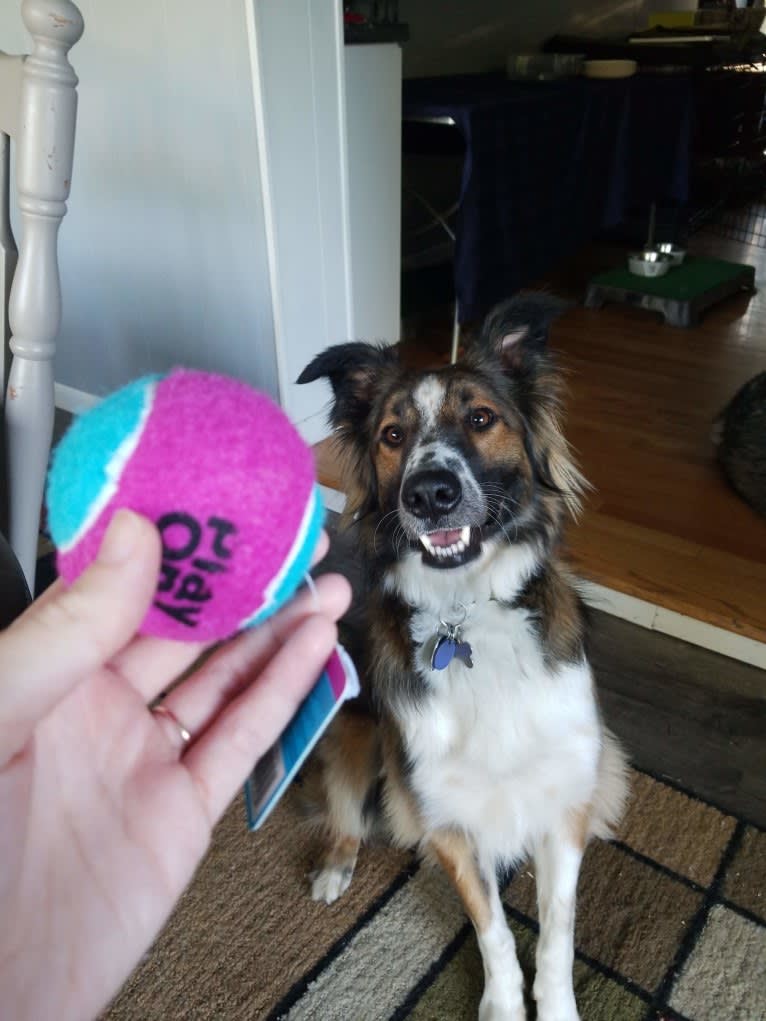 Bentley, an English Shepherd and Collie mix tested with EmbarkVet.com