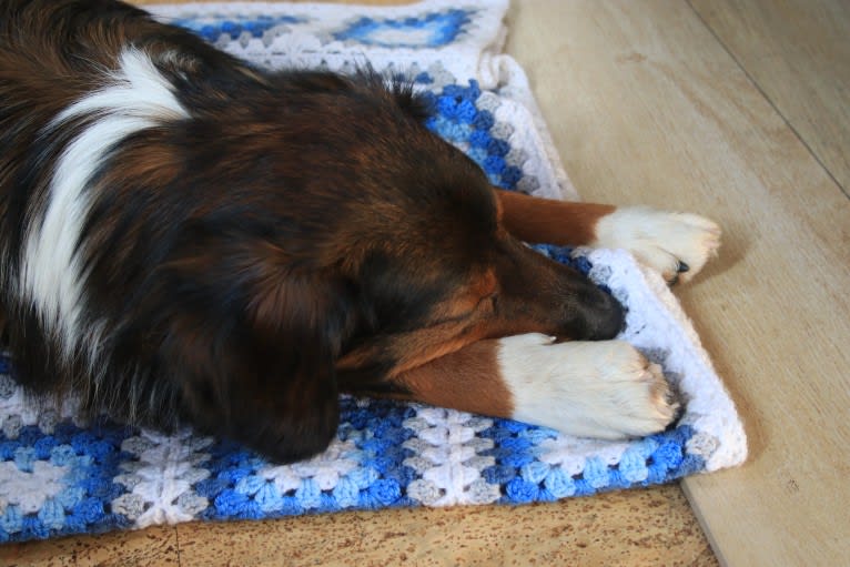 Burley, an English Shepherd tested with EmbarkVet.com