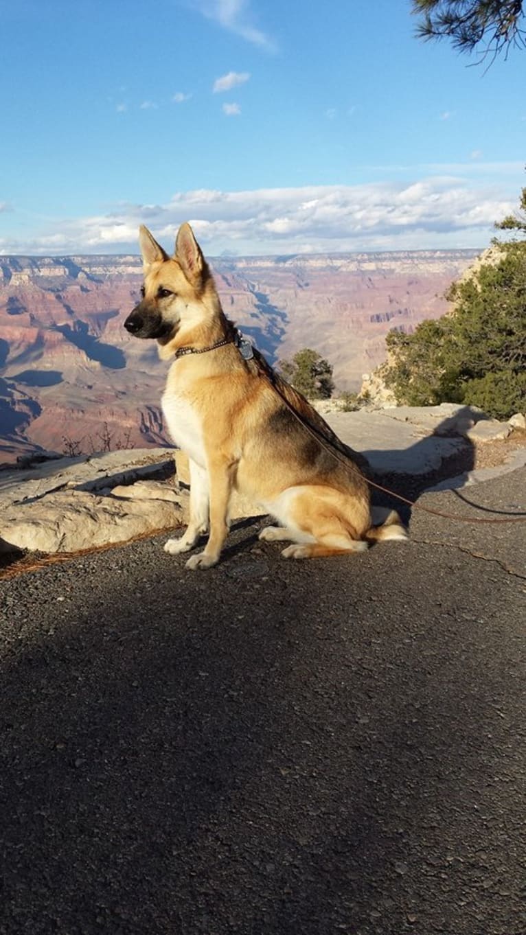 Ryka, a German Shepherd Dog tested with EmbarkVet.com