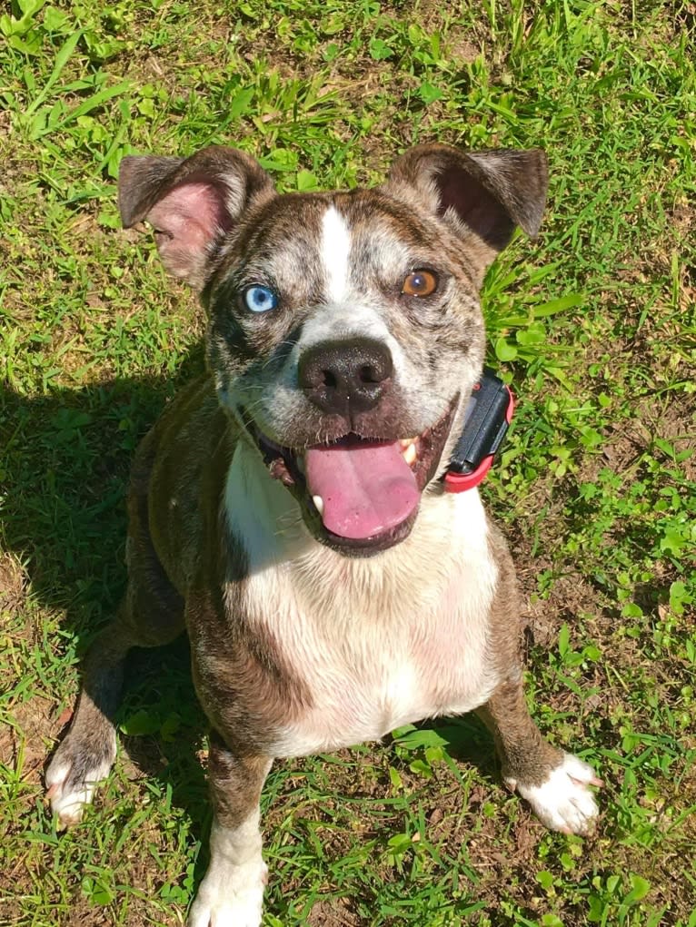 Hammer, a Boston Terrier and Australian Cattle Dog mix tested with EmbarkVet.com