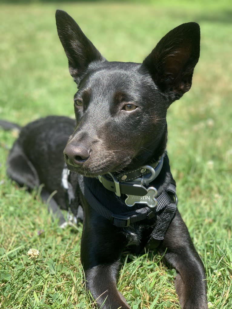 Westin, an Australian Cattle Dog and American Pit Bull Terrier mix tested with EmbarkVet.com