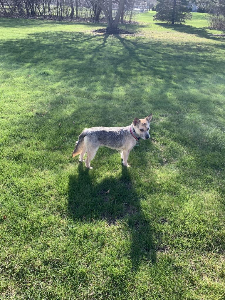 Macey, an Australian Cattle Dog and Chihuahua mix tested with EmbarkVet.com