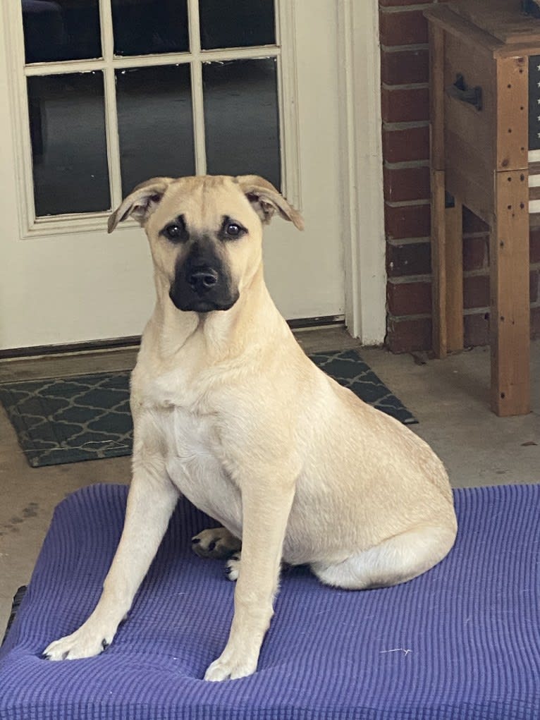 Coney, a Great Pyrenees and American Pit Bull Terrier mix tested with EmbarkVet.com