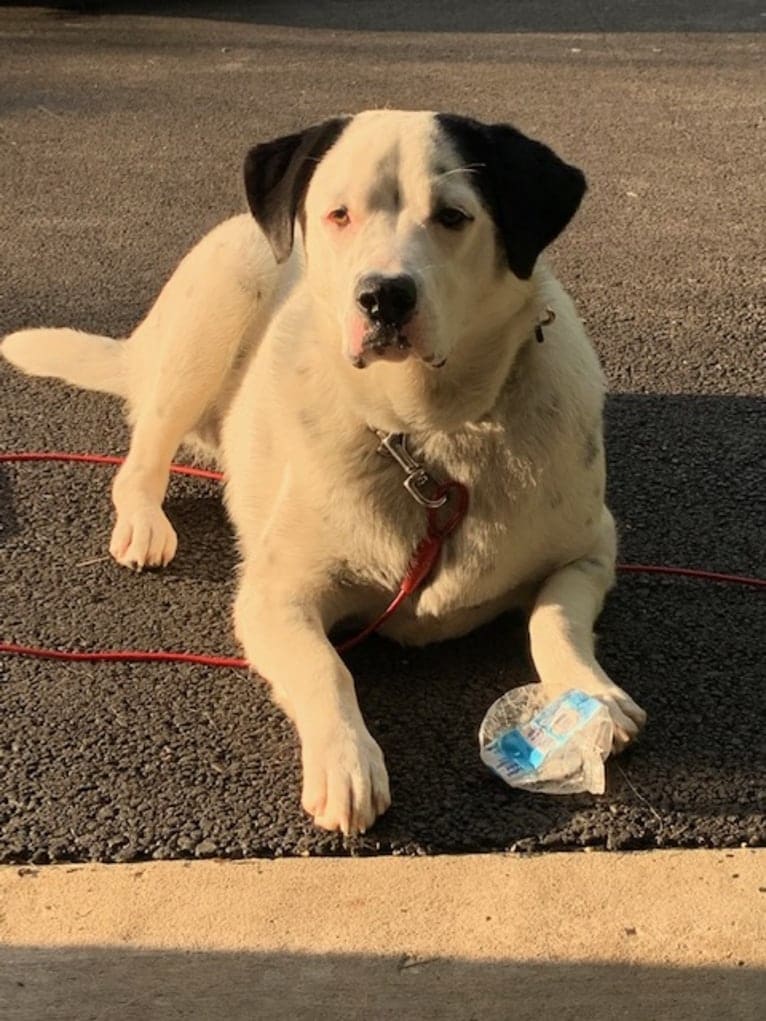 RIVER, a Great Pyrenees and Boxer mix tested with EmbarkVet.com