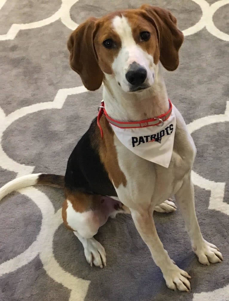 Riggins, an American Foxhound tested with EmbarkVet.com