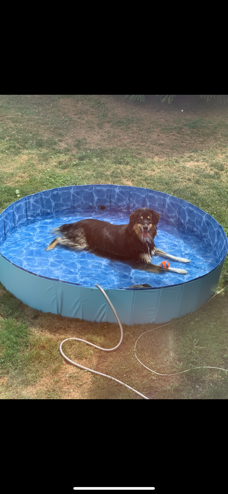 Zoey, an Australian Shepherd and Australian Cattle Dog mix tested with EmbarkVet.com