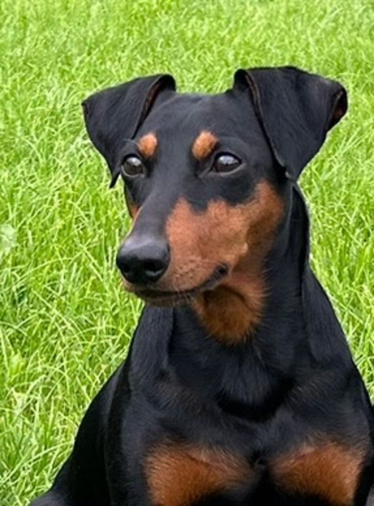 Castor, a German Pinscher tested with EmbarkVet.com