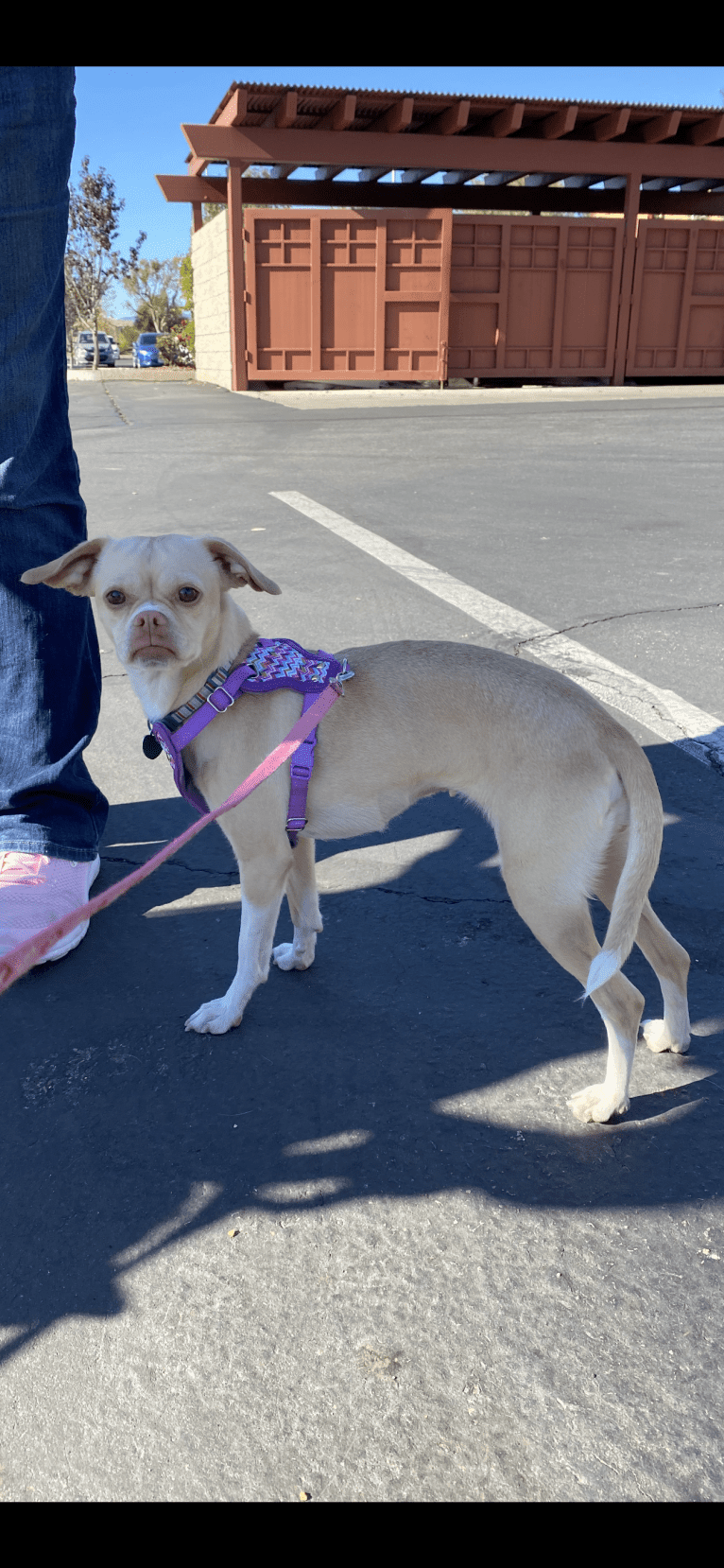 Sadie, a Chihuahua and Pug mix tested with EmbarkVet.com