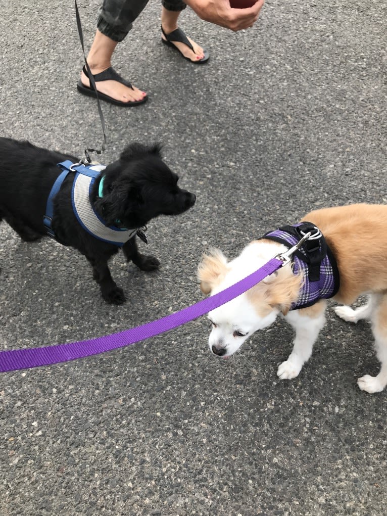 Charlie, a Chihuahua and Cocker Spaniel mix tested with EmbarkVet.com