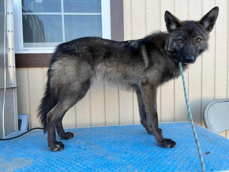 Sketti Spaghetti, a Coyote and Border Collie mix tested with EmbarkVet.com