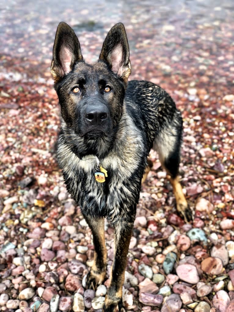 Booth vom Wahrsten, a German Shepherd Dog tested with EmbarkVet.com