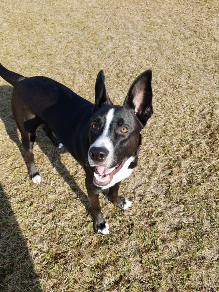 Kylo, a German Shepherd Dog and American Pit Bull Terrier mix tested with EmbarkVet.com