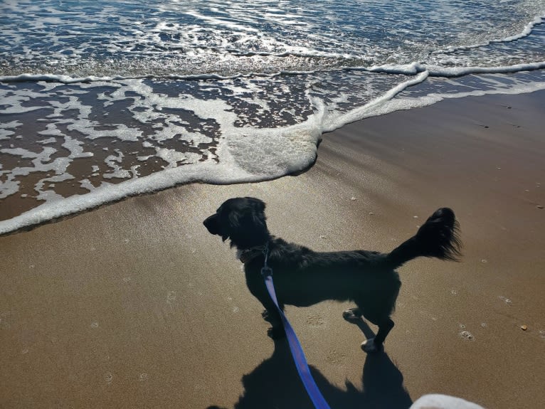 Roscoe, a Dachshund and Labrador Retriever mix tested with EmbarkVet.com