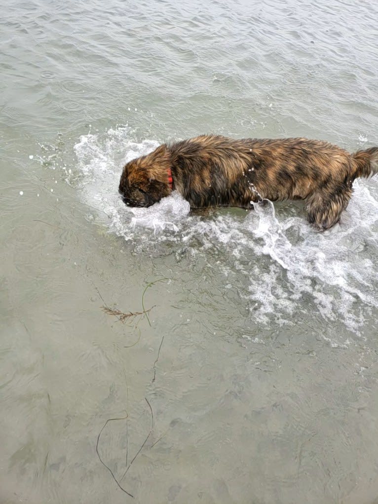 Ziggy, an American Pit Bull Terrier and Great Pyrenees mix tested with EmbarkVet.com