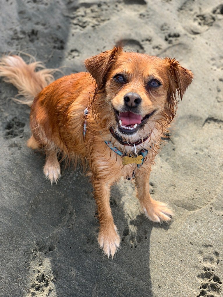 Ajuni, a Chihuahua and Dachshund mix tested with EmbarkVet.com