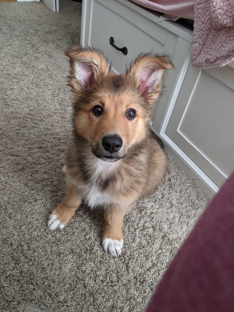 Tamaki, a German Shepherd Dog and American Pit Bull Terrier mix tested with EmbarkVet.com