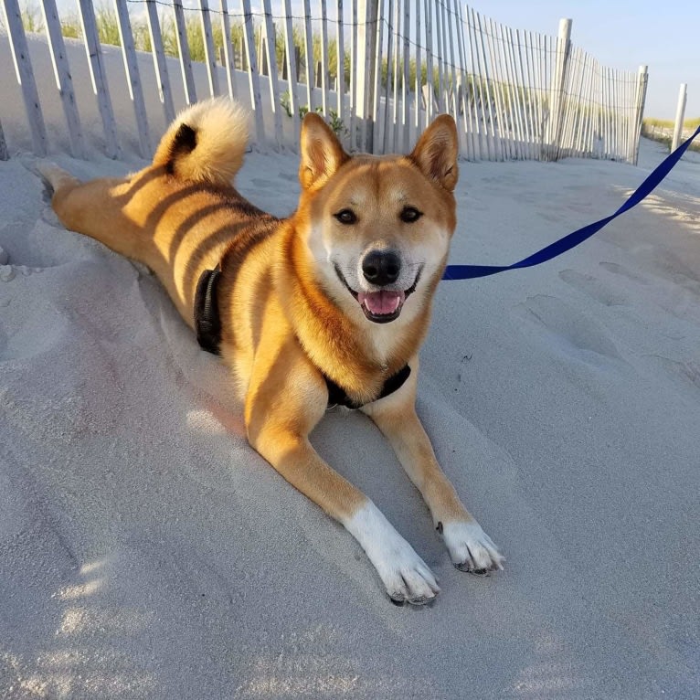 Misiek, a Shiba Inu tested with EmbarkVet.com