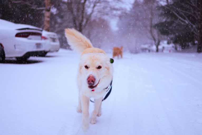 Koa, a Siberian Husky and Golden Retriever mix tested with EmbarkVet.com