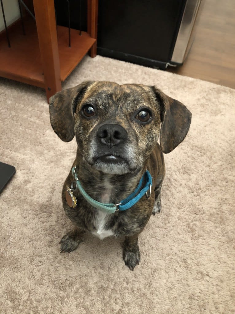 Thor, a Pug and Beagle mix tested with EmbarkVet.com