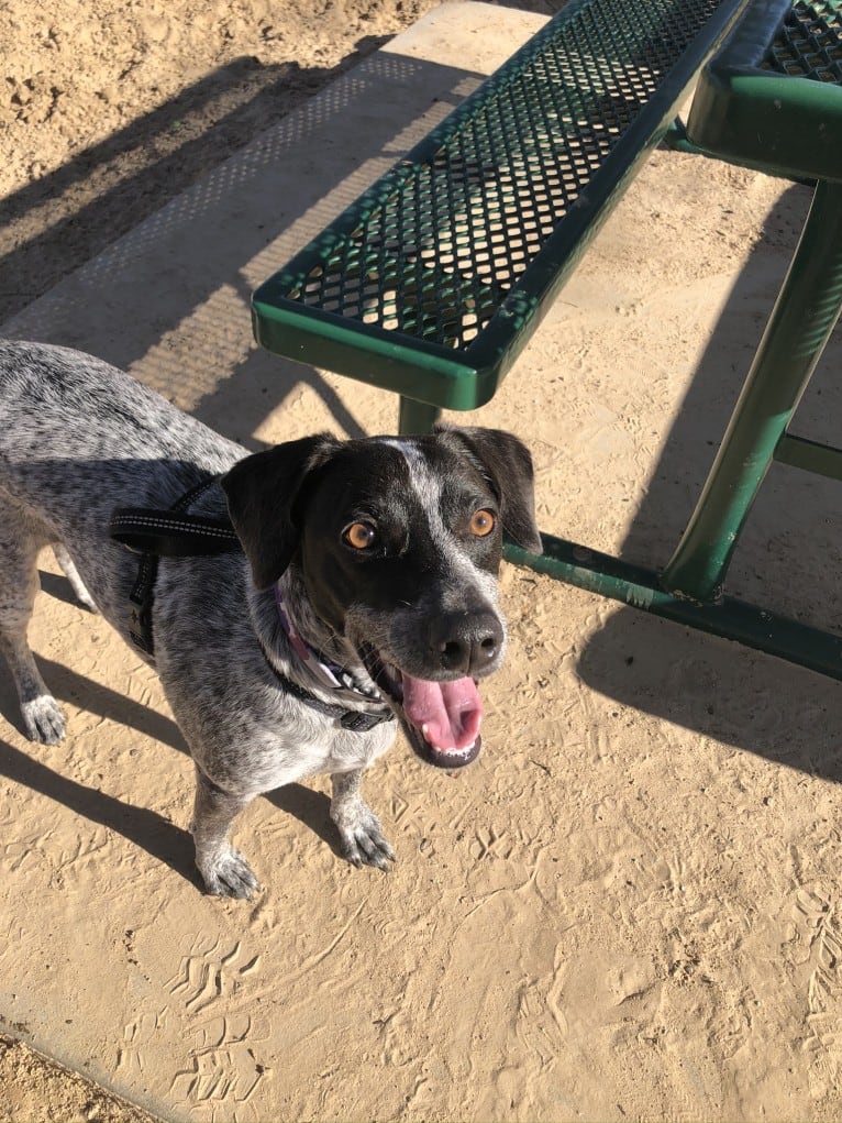 Joone, an Australian Cattle Dog and Chow Chow mix tested with EmbarkVet.com