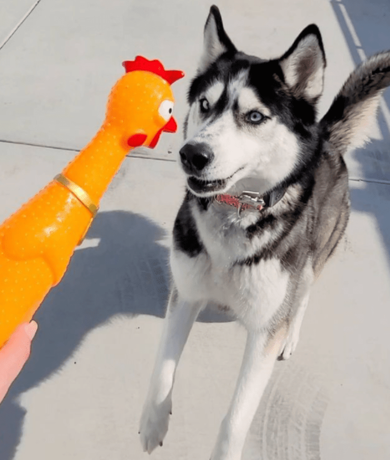 Teyla, a Siberian Husky tested with EmbarkVet.com