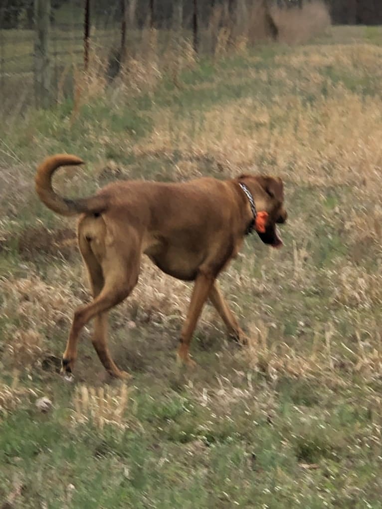 Duchess, a Doberman Pinscher and American Pit Bull Terrier mix tested with EmbarkVet.com