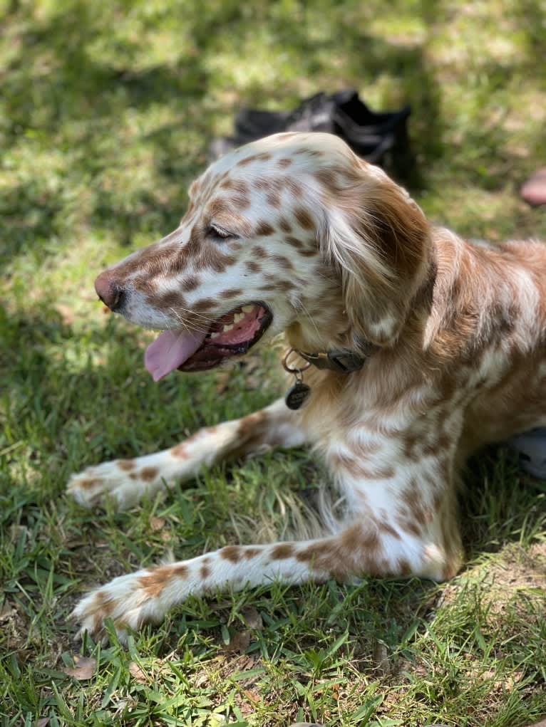 Photo of Toby, a Llewellin Setter  in Augusta, Georgia, USA