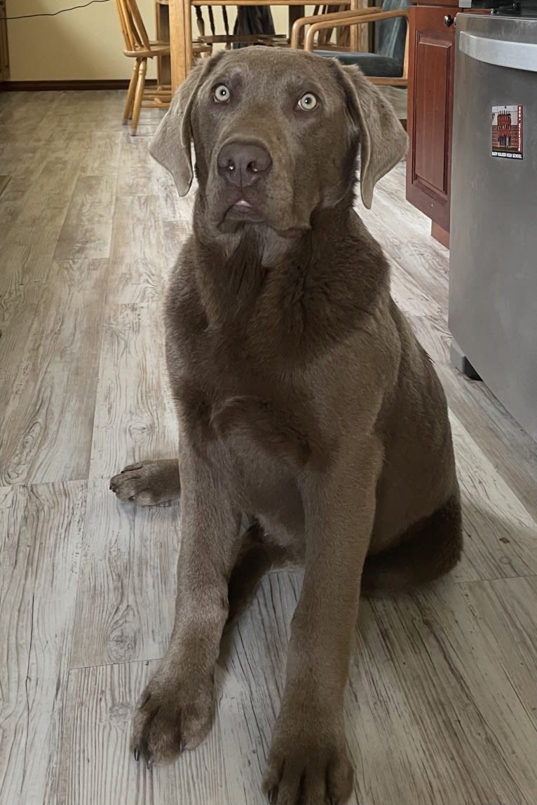 Brock, a Labrador Retriever tested with EmbarkVet.com