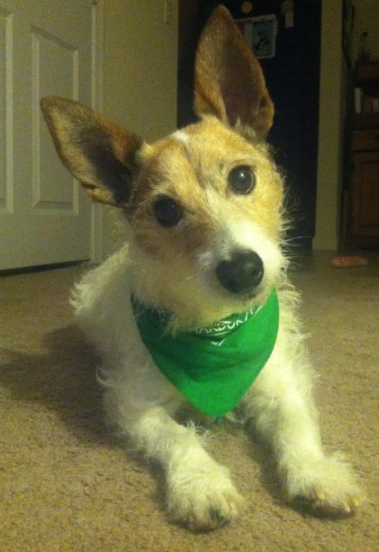 Jack, a Russell-type Terrier tested with EmbarkVet.com