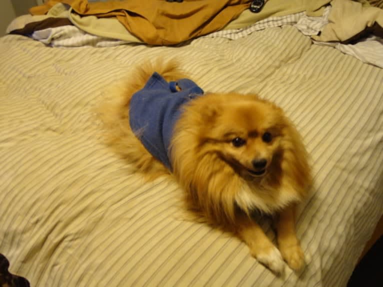 Teddy, a Pomchi (8.9% unresolved) tested with EmbarkVet.com