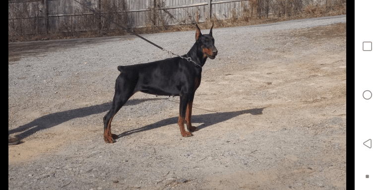 joy, a Doberman Pinscher tested with EmbarkVet.com