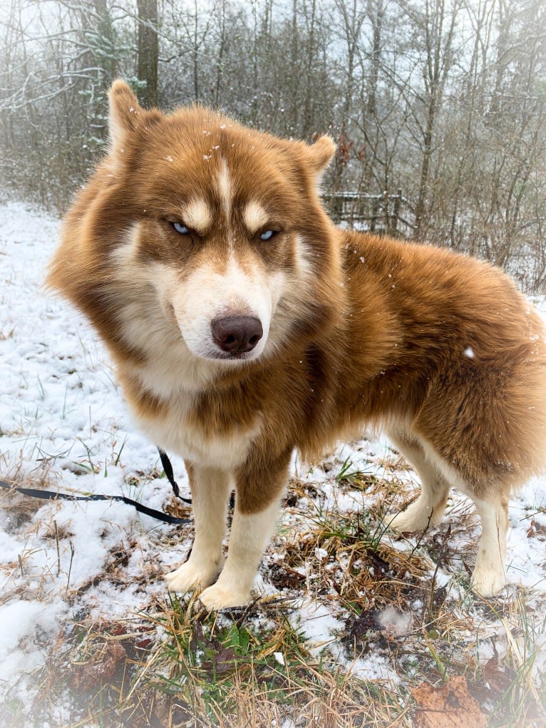 Timber, a Siberian Husky tested with EmbarkVet.com