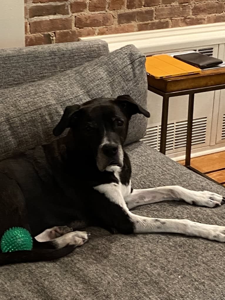 Thor, an American Pit Bull Terrier and Australian Cattle Dog mix tested with EmbarkVet.com