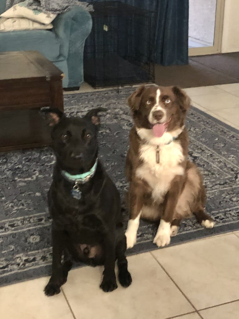 Bear, an Australian Cattle Dog and Australian Shepherd mix tested with EmbarkVet.com