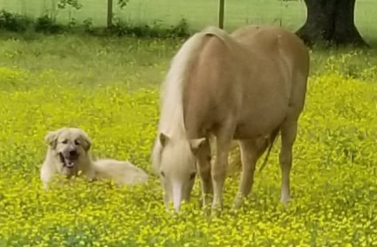 Rebel, a Great Pyrenees and Anatolian Shepherd Dog mix tested with EmbarkVet.com