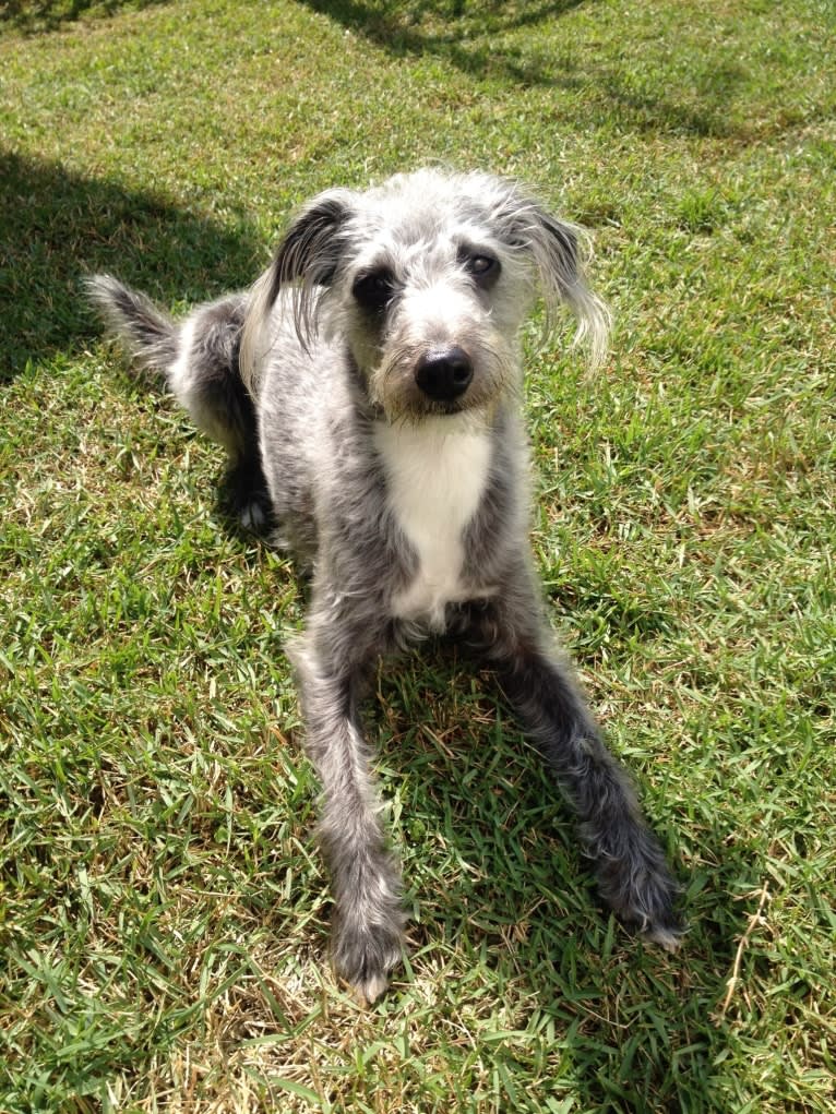 Joey, a Bedlington Terrier and Russell-type Terrier mix tested with EmbarkVet.com