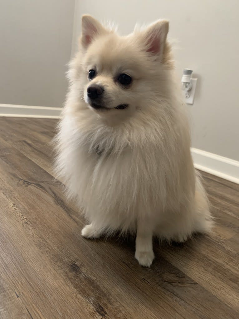 Koda, a Pomeranian tested with EmbarkVet.com