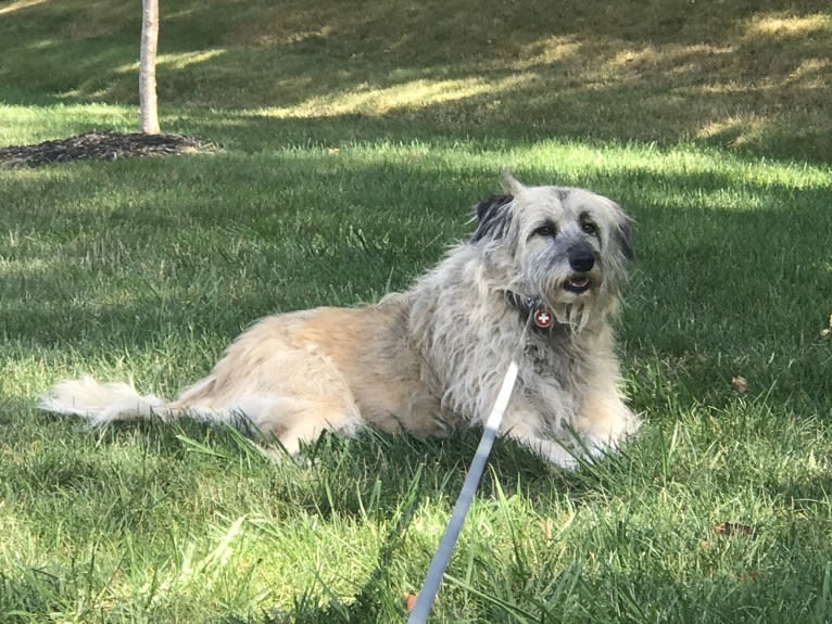 Charybdis, an Arabian Village Dog tested with EmbarkVet.com