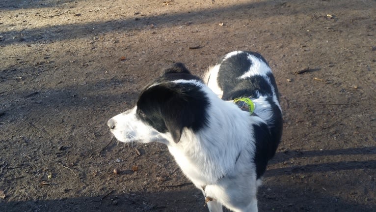 Kilida, an Eastern European Village Dog tested with EmbarkVet.com