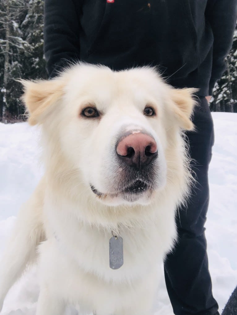 Koa, a Siberian Husky and Golden Retriever mix tested with EmbarkVet.com