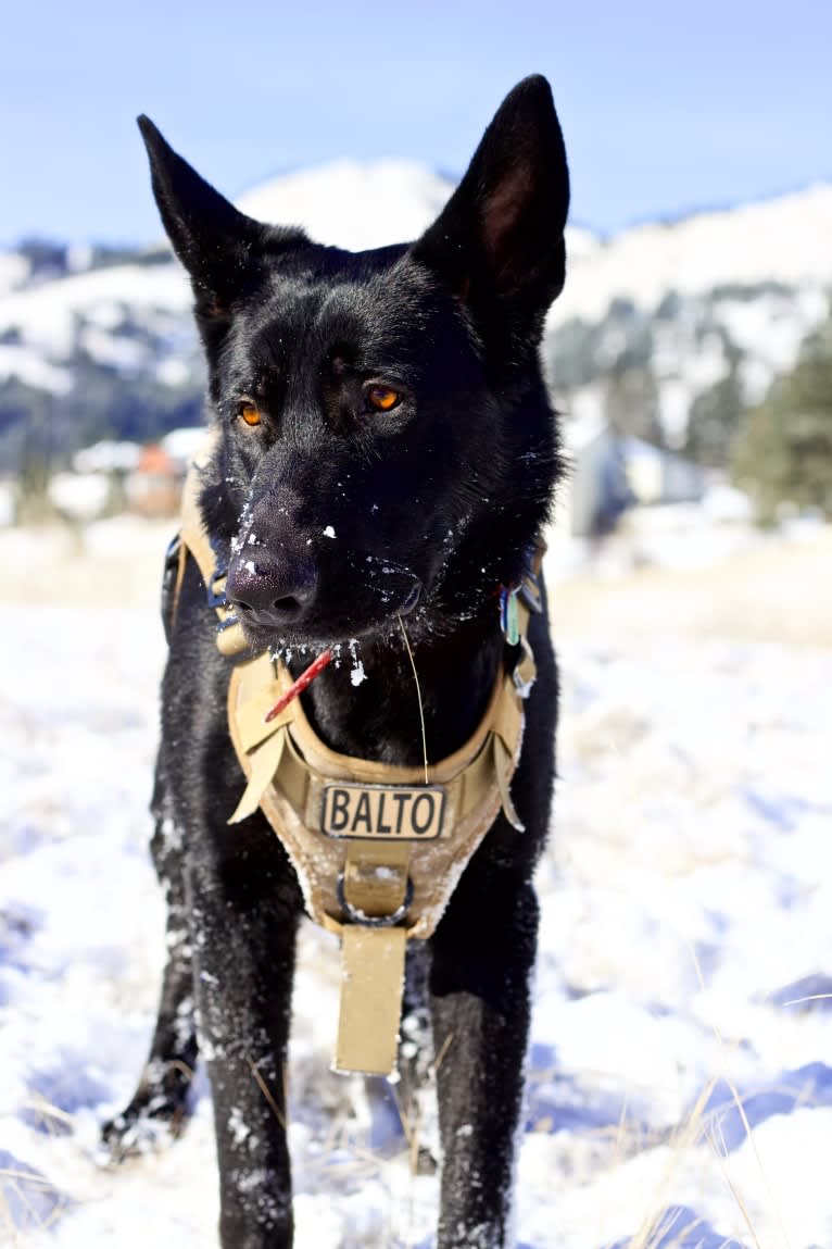 Balto, a German Shepherd Dog tested with EmbarkVet.com