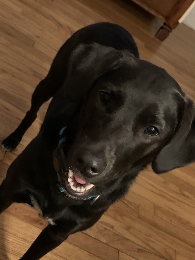 Suki, a Golden Retriever and Labrador Retriever mix tested with EmbarkVet.com