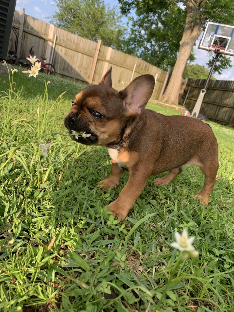 Tchoup, a French Bulldog tested with EmbarkVet.com