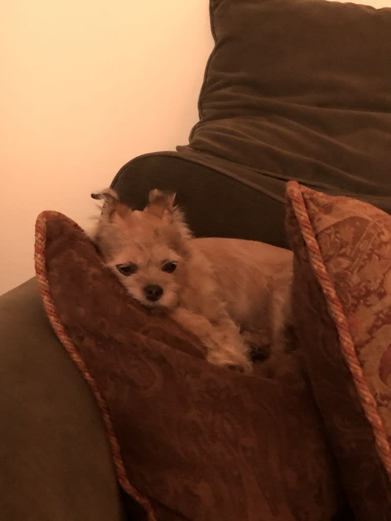 Photo of Maci, a Chihuahua, Shih Tzu, Maltese, and Pomeranian mix in Pomona, California, USA
