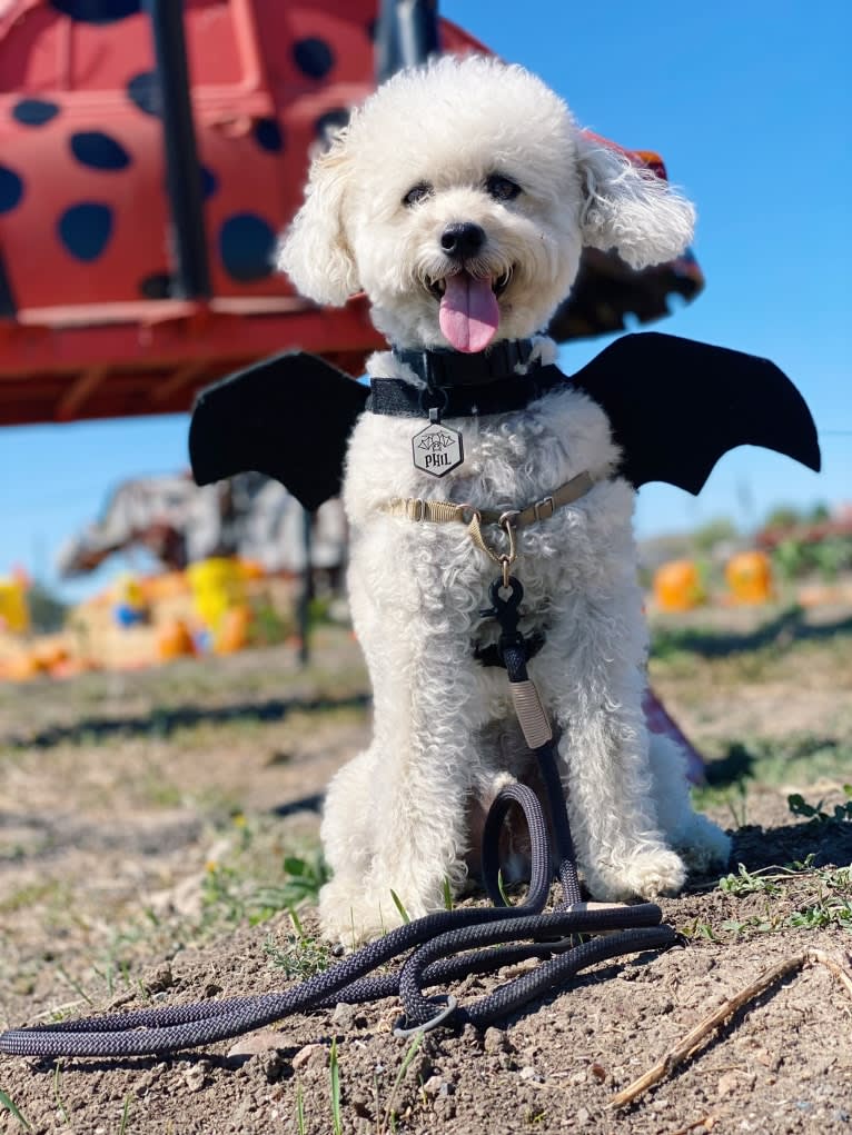 Phil, a Poodle (Small) and Lhasa Apso mix tested with EmbarkVet.com