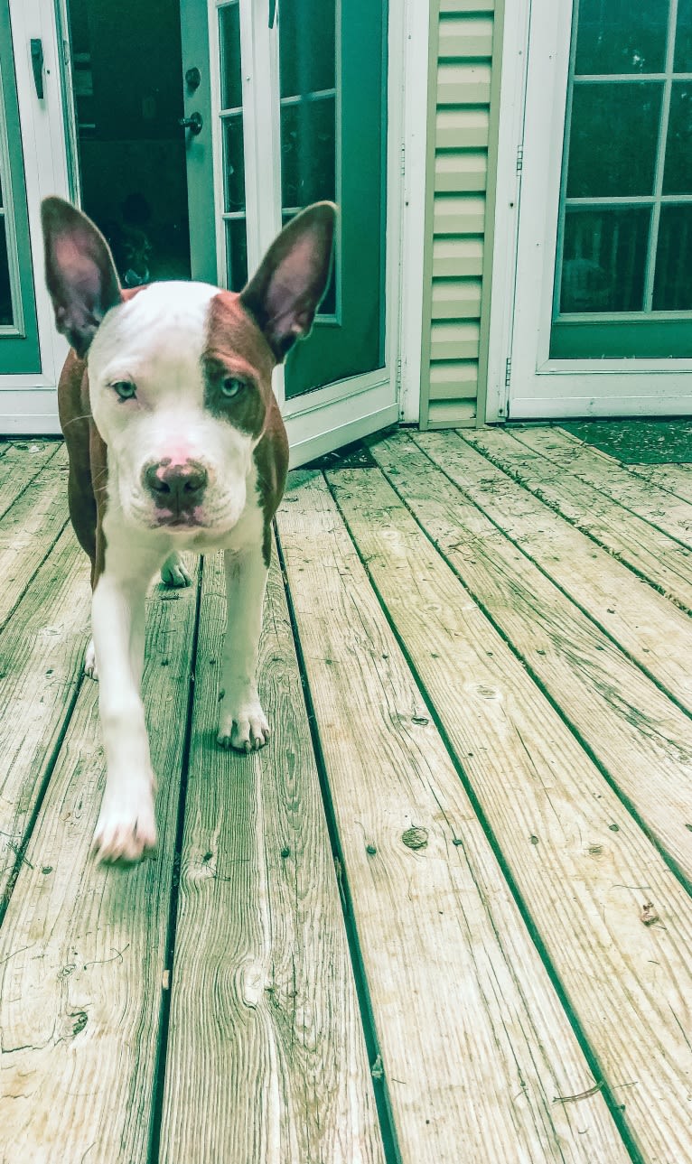 Puma, an American Pit Bull Terrier and American Staffordshire Terrier mix tested with EmbarkVet.com