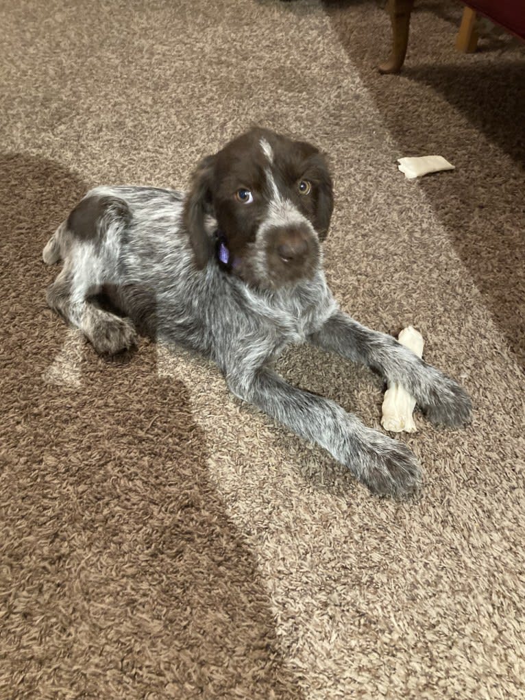Lil Lady Mae, a German Wirehaired Pointer tested with EmbarkVet.com