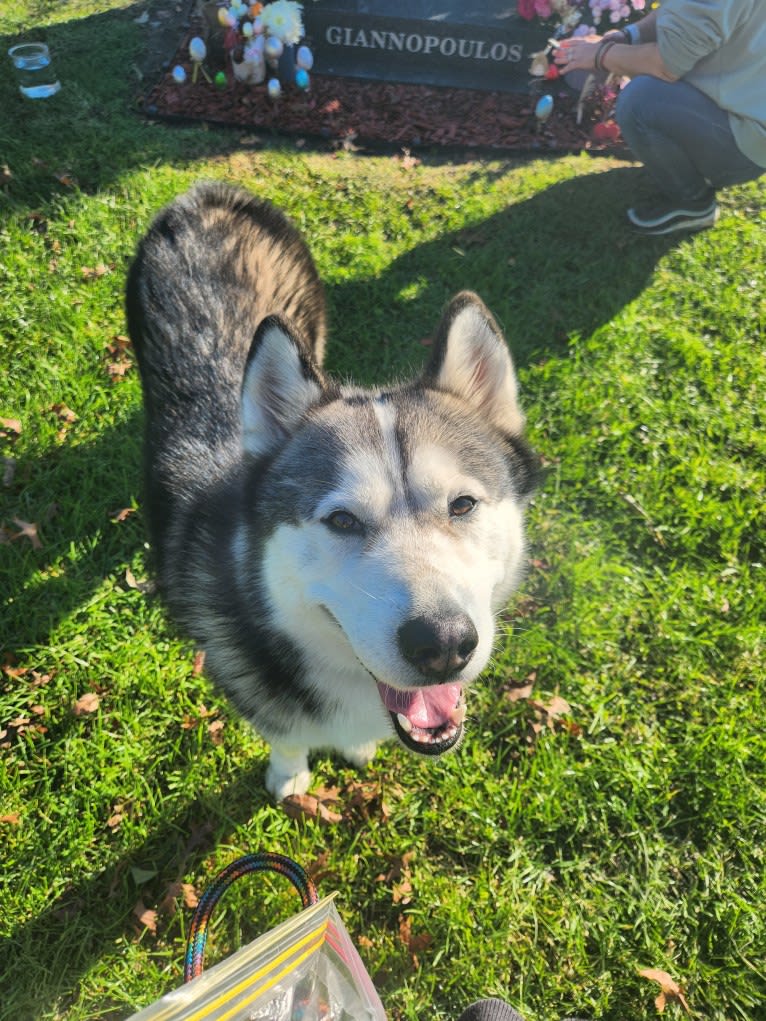 Apollo, a Samoyed and Siberian Husky mix tested with EmbarkVet.com